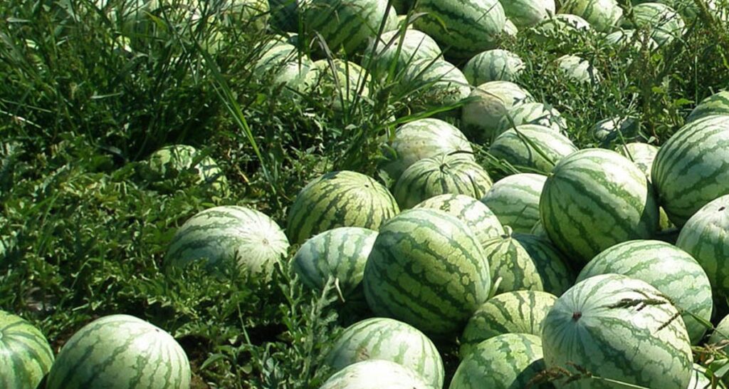 how to plant watermelon in Nigeria
