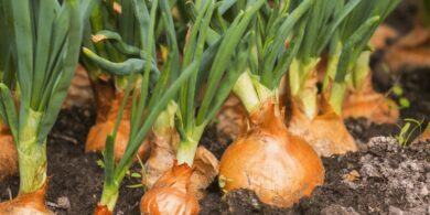 Mode Of Propagation Of Onion: Your Essential Guide to Effortless Abundant Onion Harvests