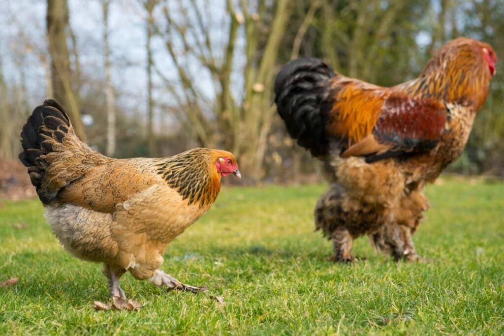 what is special about Brahma chicken