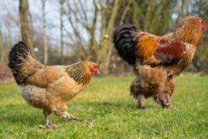 what is special about Brahma chicken