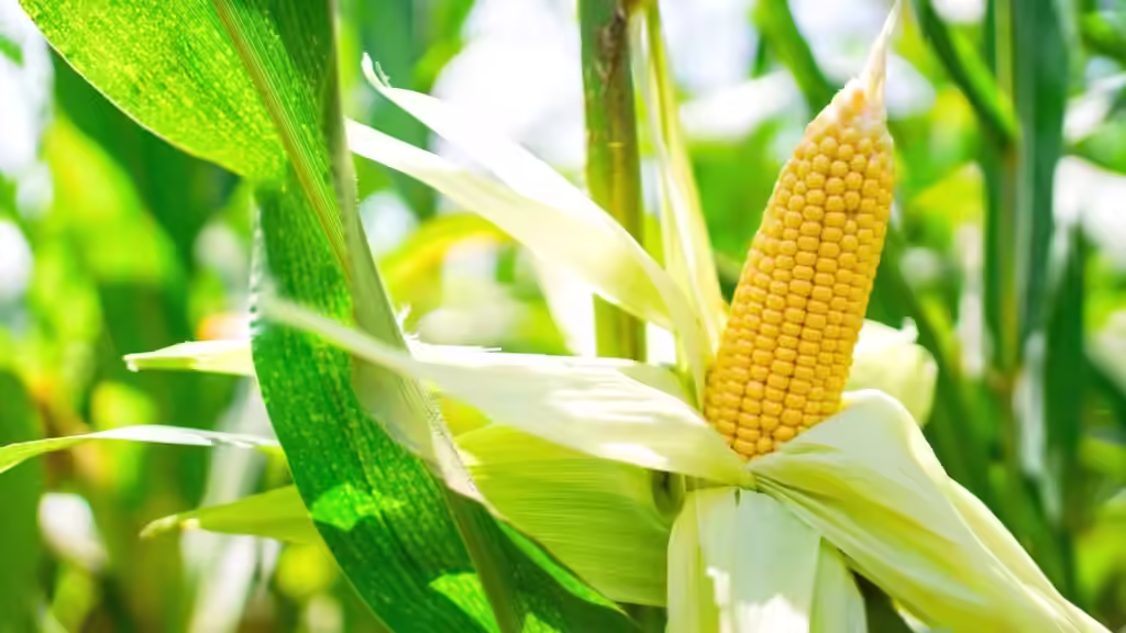 what not to plant next to sweet corn