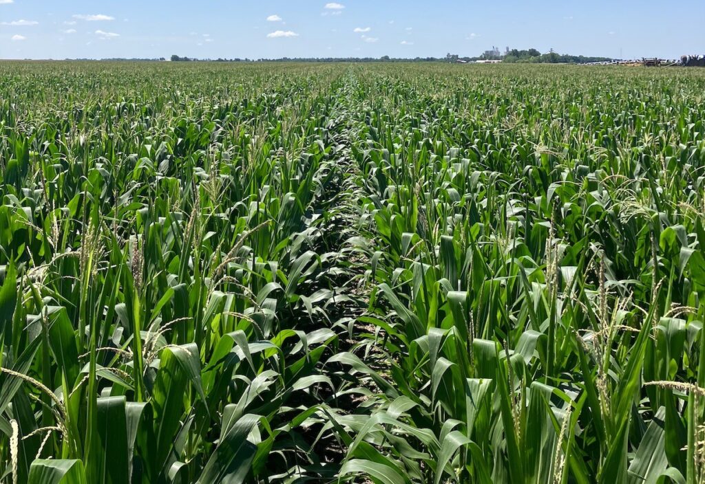When's the Perfect Time to Plant Corn in Kansas? Unlocking Maximum Yield Potential