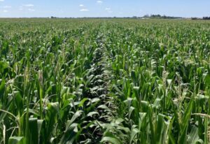 When's the Perfect Time to Plant Corn in Kansas? Unlocking Maximum Yield Potential