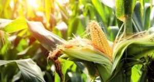 when to plant corn in Oregon