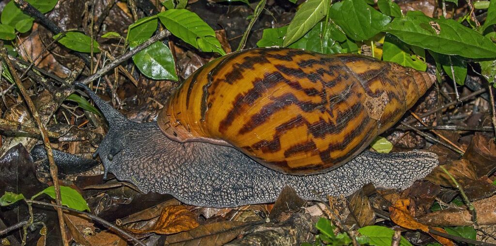 Achatina achatina (Giant Ghana Snail / Giant Tiger Snail)
