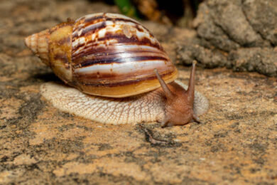 Achatina fulica (East African Land Snail)