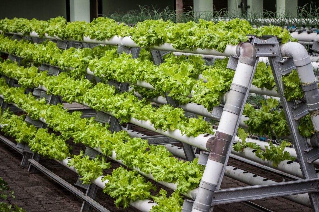 The Bright Side: Key Advantages of Hydroponic Farming (Pros)