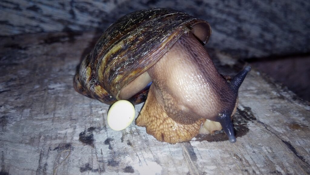 Archachatina marginata (Giant West African Snail)