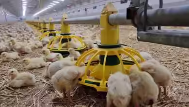 Automated Poultry Feeders