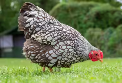 How Long Do Wyandotte Chickens Lay Eggs