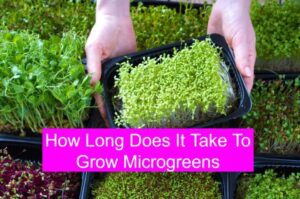 How Long Does It Take To Grow Microgreens
