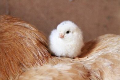 How Many Months Does It Take a Cockerel to Mature