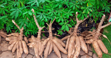 How Much Do I Need To Start A Cassava Farm