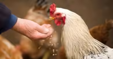 How To Calculate Chicken Feed Cost
