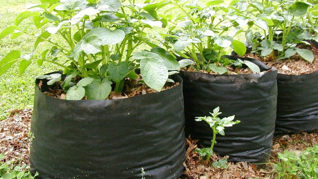 How To Plant Irish Potatoes In Sacks