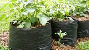 How To Plant Irish Potatoes In Sacks