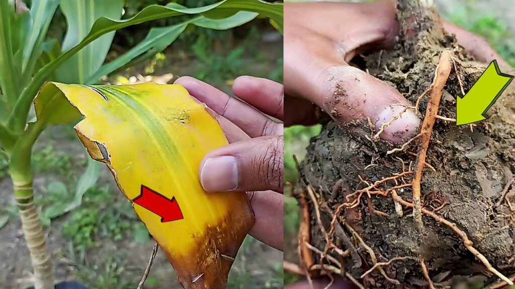 How To Save A Dying Corn Plant