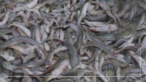 How many catfish are in a 1000 litre tank