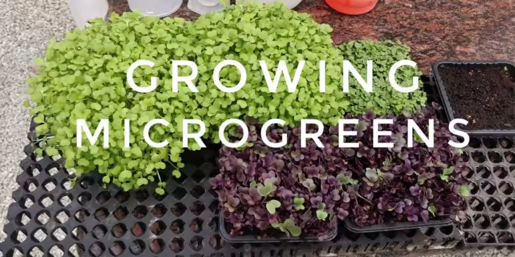How to Start a Microgreens Business From Your Apartment