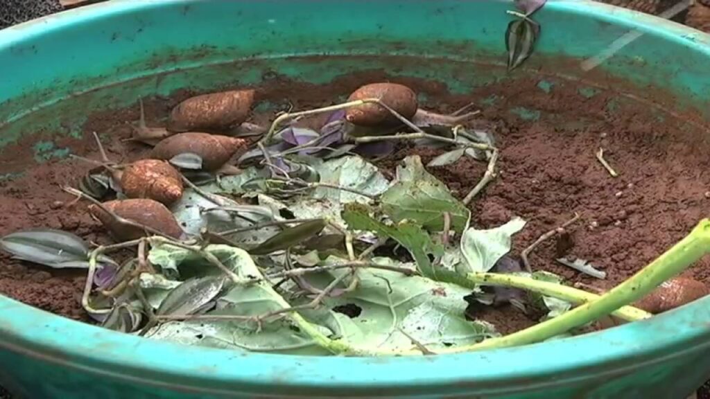 How To Rear Snail In A Bucket