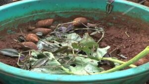 How To Rear Snail In A Bucket