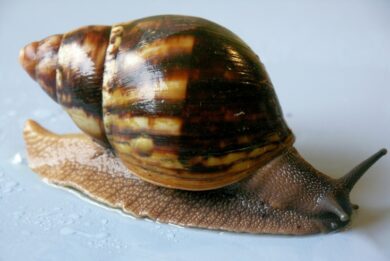 How to start snail farming with 1000 snails in Nigeria
