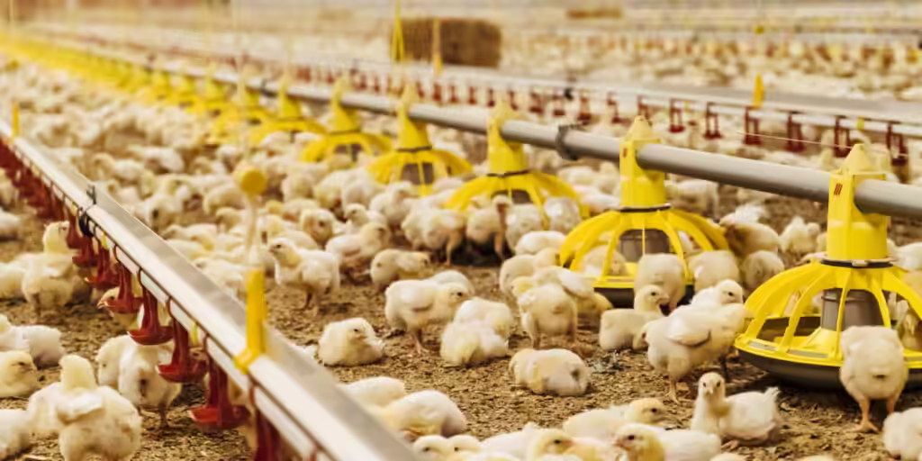 Must-Have Medications for Broiler Chicks