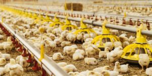Must-Have Medications for Broiler Chicks