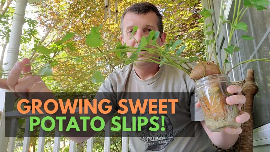 Planting Sweet Potato Slips: Your Step-by-Step Guide for a Bountiful Harvest