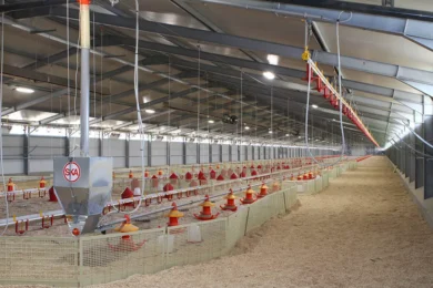 Top 7 Automated Poultry Feeders: In-Depth Reviews for 2025