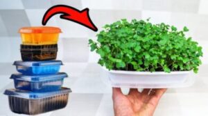 What Container Is Best For Microgreens