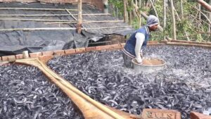 What food makes catfish grow faster - (1)