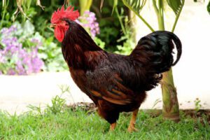 What is the True Purpose of the Red Rhode Island Chicken