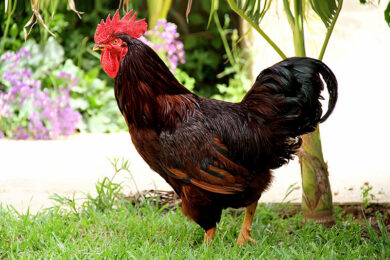 What is the True Purpose of the Red Rhode Island Chicken