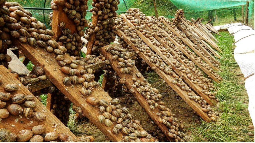 What is the best method of Heliculture Snail Farming