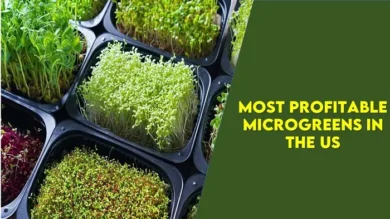 Which Microgreen is Most Profitable