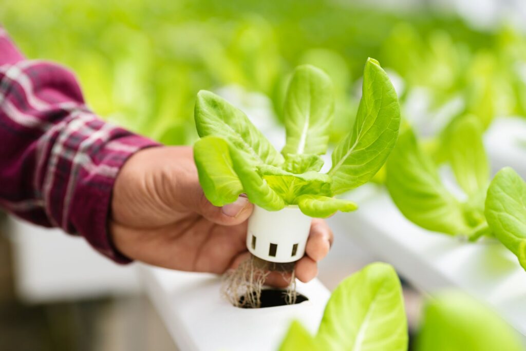 Which crop is best for hydroponic farming