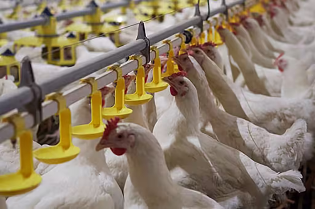 Why Clean Water Is More Important Than Feed In Poultry Farming