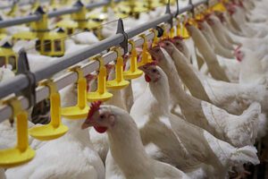 Why Clean Water Is More Important Than Feed In Poultry Farming