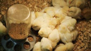 Why Day Old Chicks Die Early - 10 Mistakes Beginners Still Make in 2025