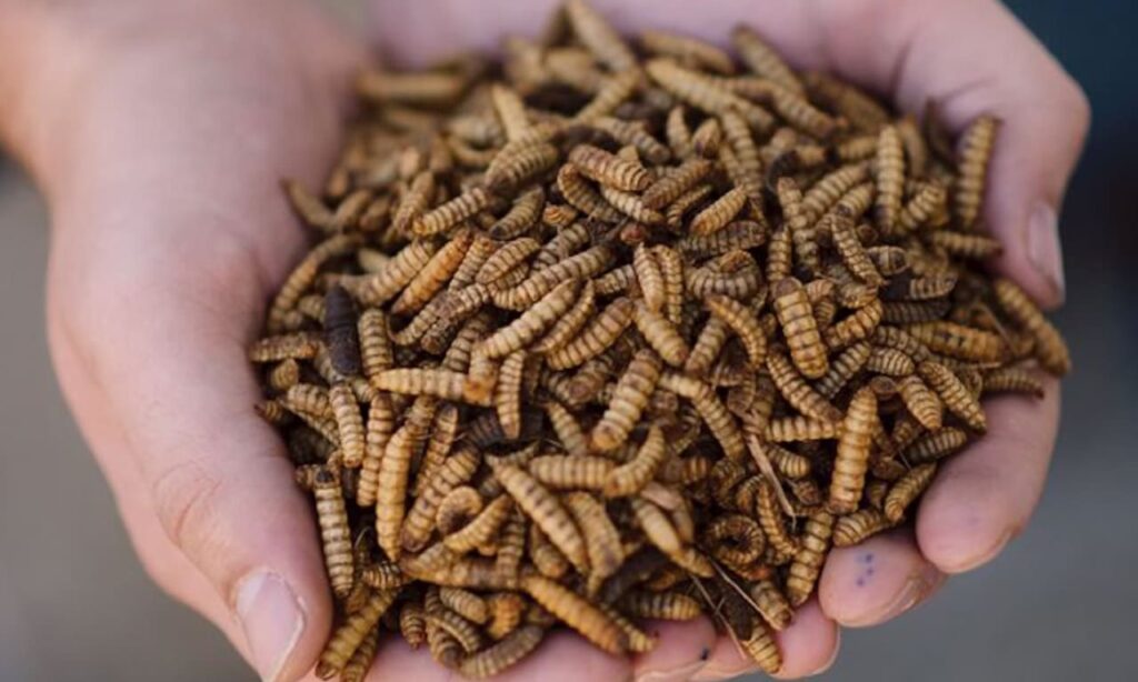 how to produce maggots for catfish