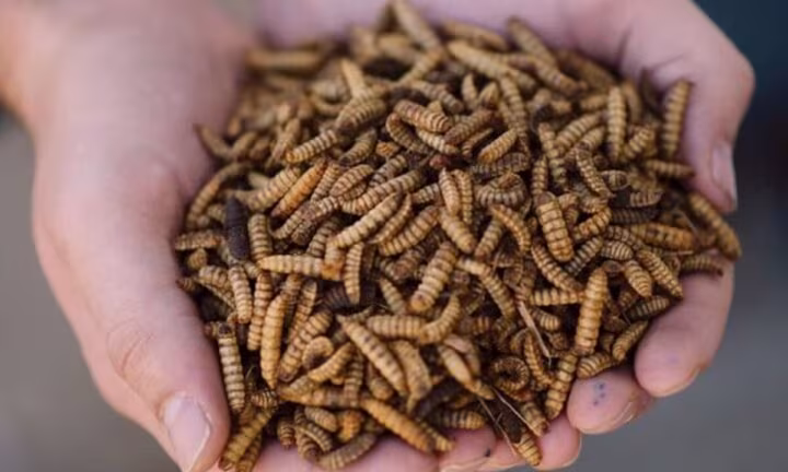 how to produce maggots for catfish
