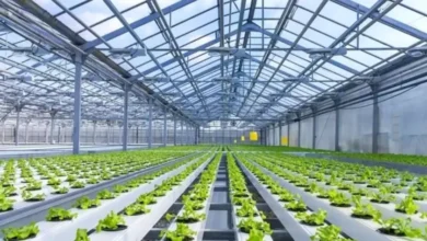 Evaluating Hydroponic Farming: The 35 Top Hydroponic Farming Pros and Cons You Need to Know
