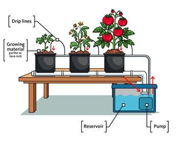 An image of a Deep Water Culture (DWC) system