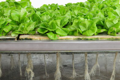 An image of an Aeroponics system
