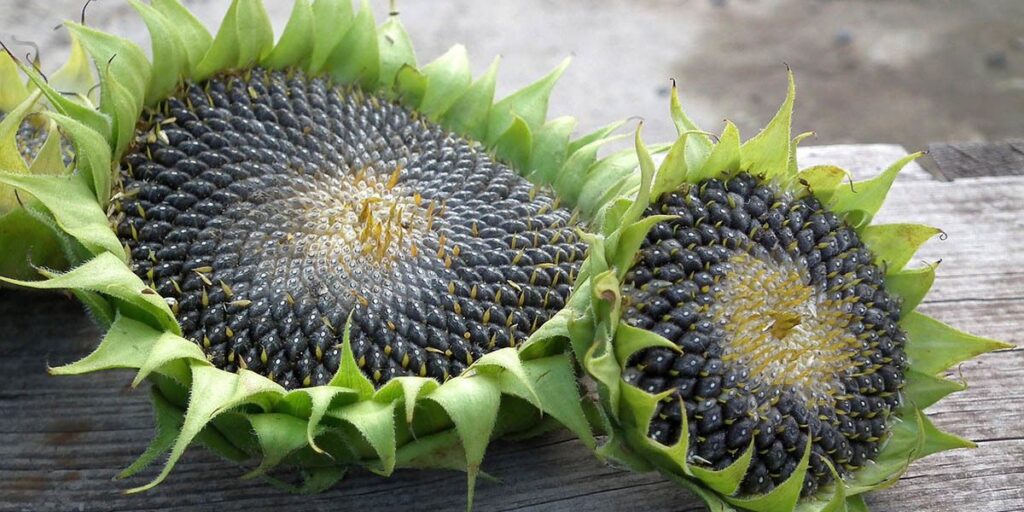 Sunflower Microgreens Seeds: Your Easy Guide to Growing "Sunnies" at Home