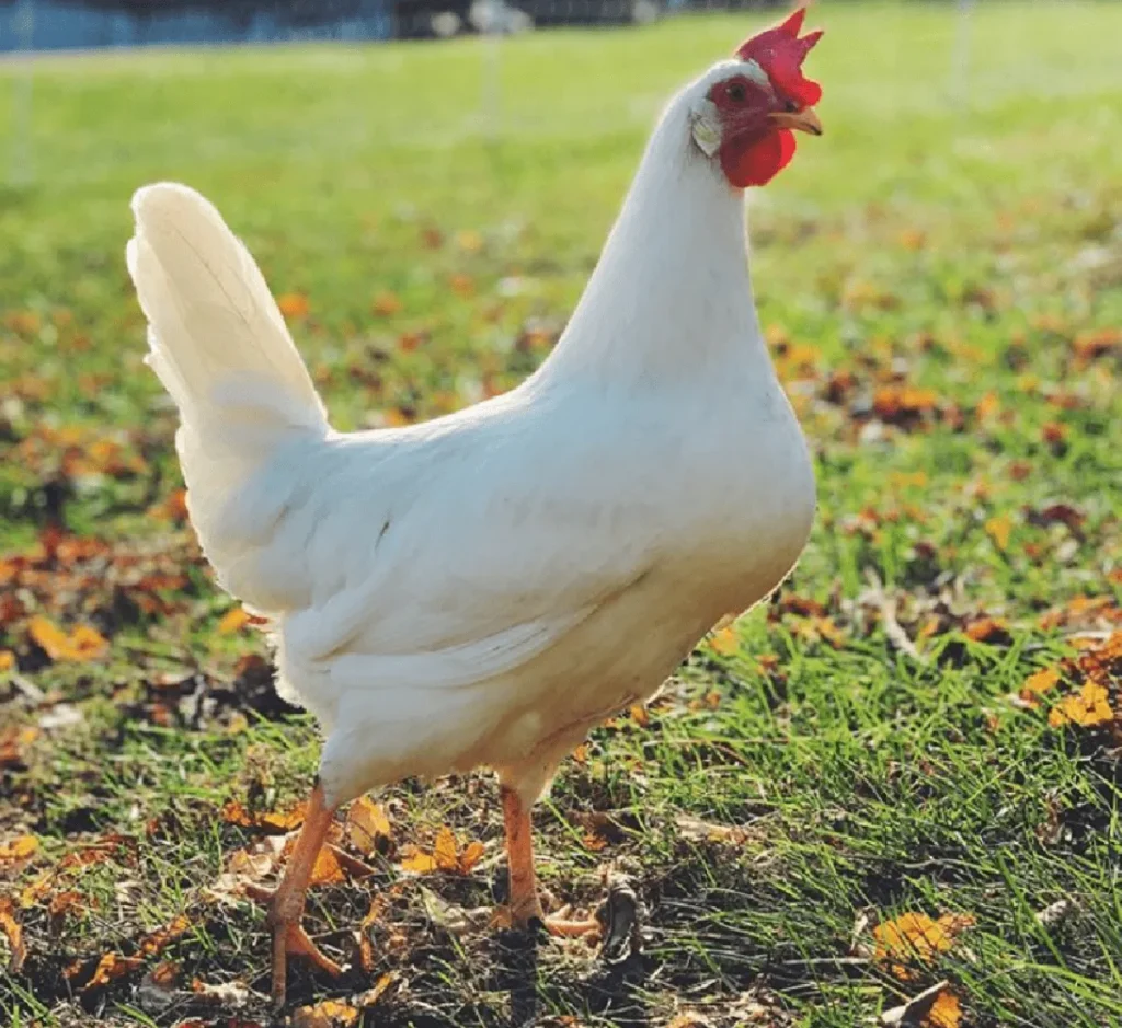 At What Age Does a Leghorn Start Laying