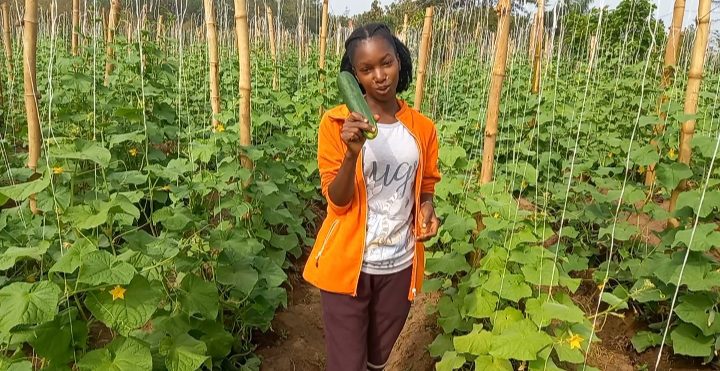 Cucumber Farming Costs & Profit in Nigeria