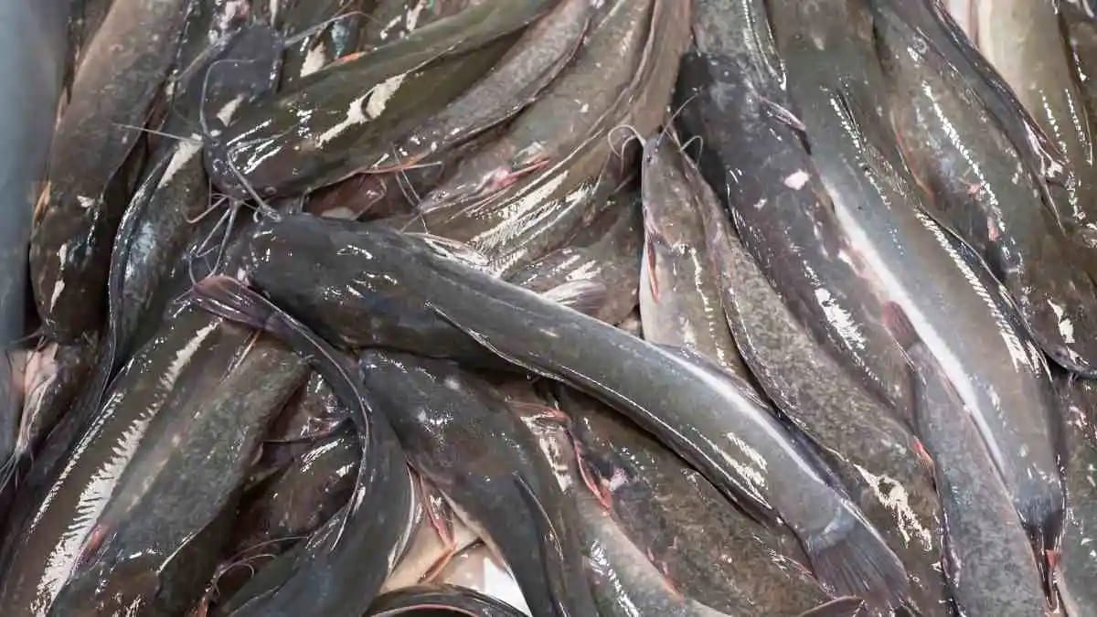 Fish Farming Startup Costs In Nigeria (A Realistic 2025/2026 Budget)