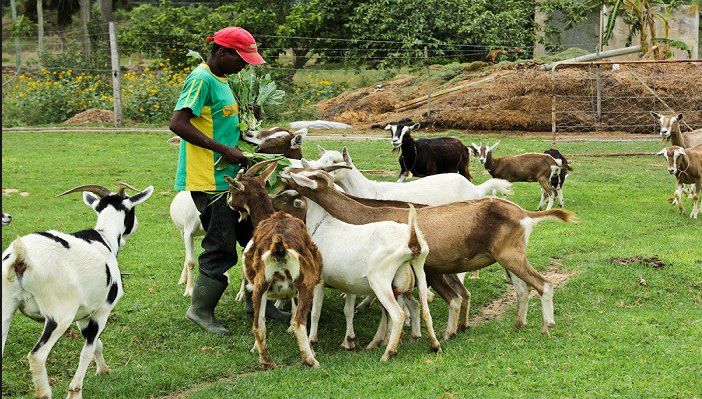 Goat Farming Business Plan: Step-by-Step Guide to a Profitable Herd